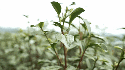 1762485490943865.gif 1234567.gif